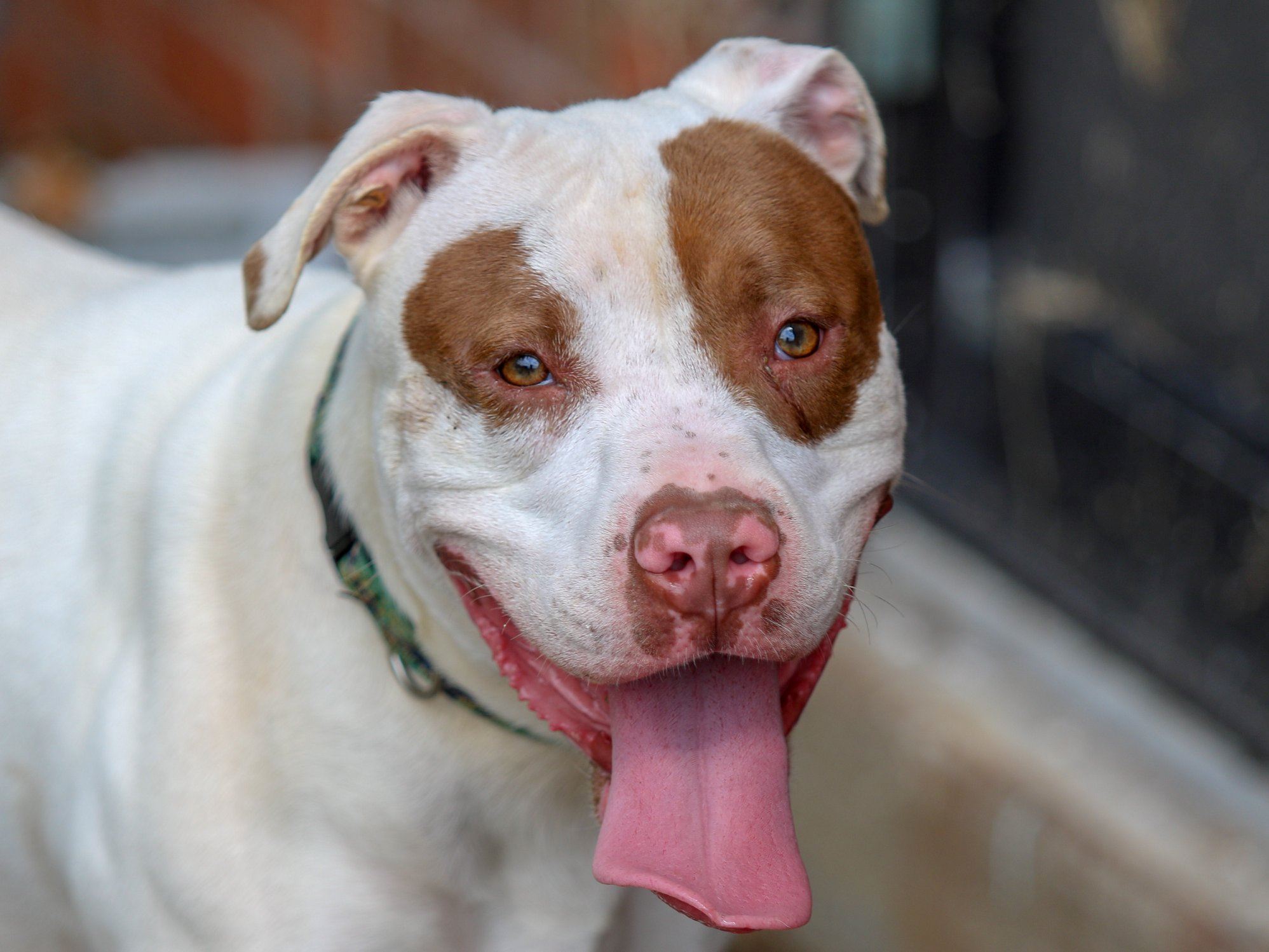 Dog at the Clark County Dog Shelter